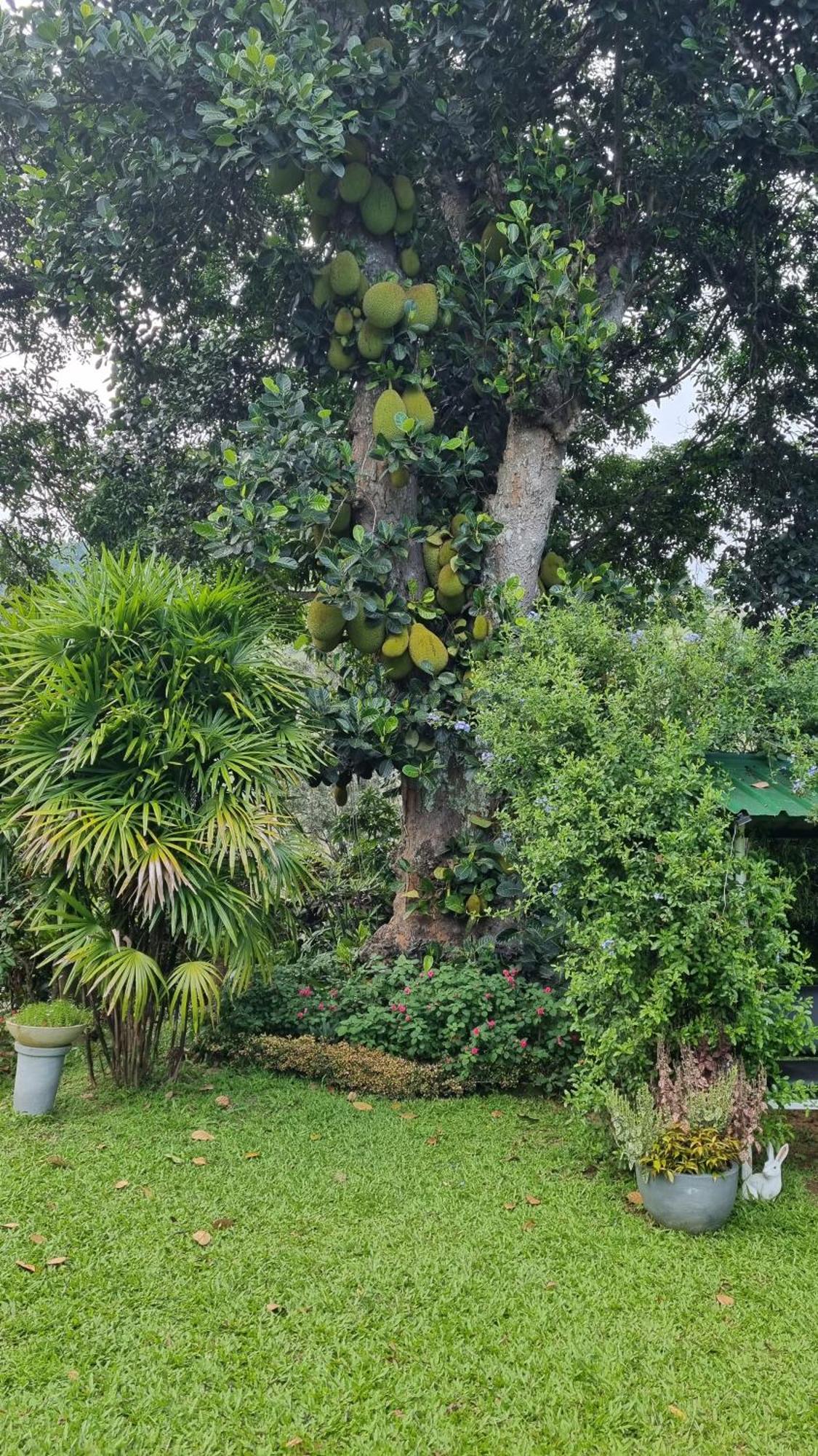 Sithara Estate Bungalow Ella Buitenkant foto